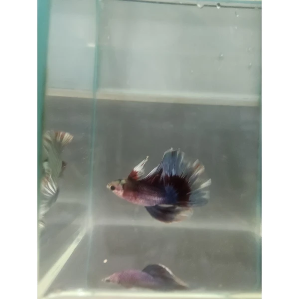 Bojownik Biało Niebieski