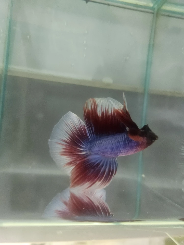 Bojownik Biało Niebieski