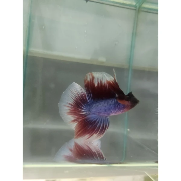 Bojownik Biało Niebieski