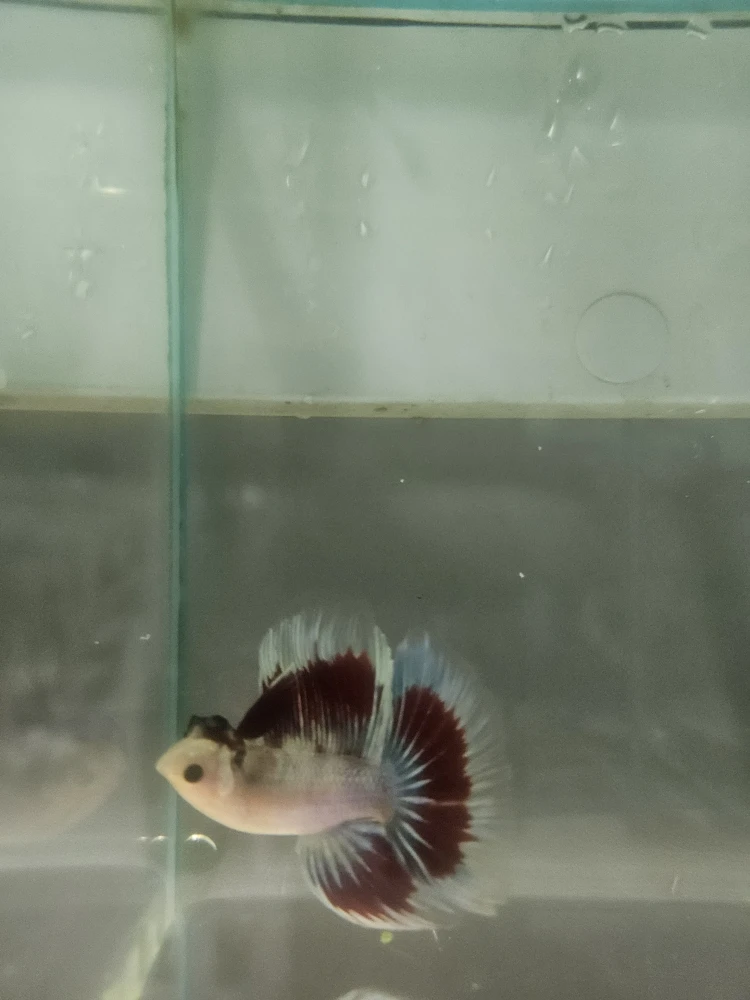 Bojownik Biało Niebieski