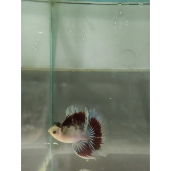 Bojownik Biało Niebieski