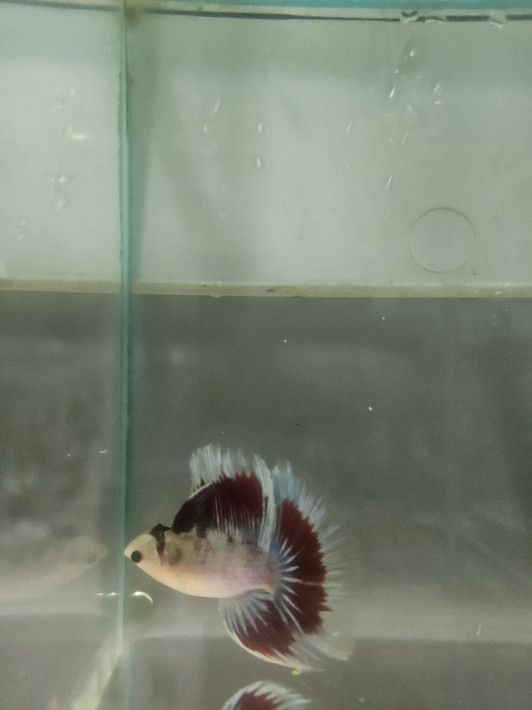 Bojownik Biało Niebieski