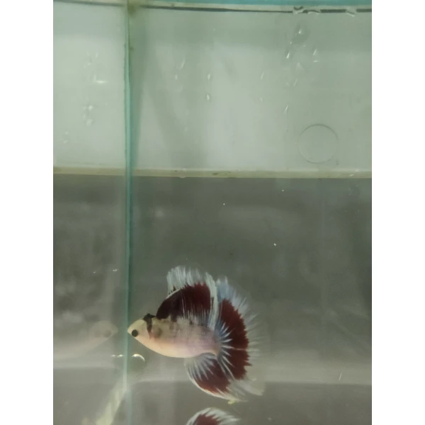 Bojownik Biało Niebieski