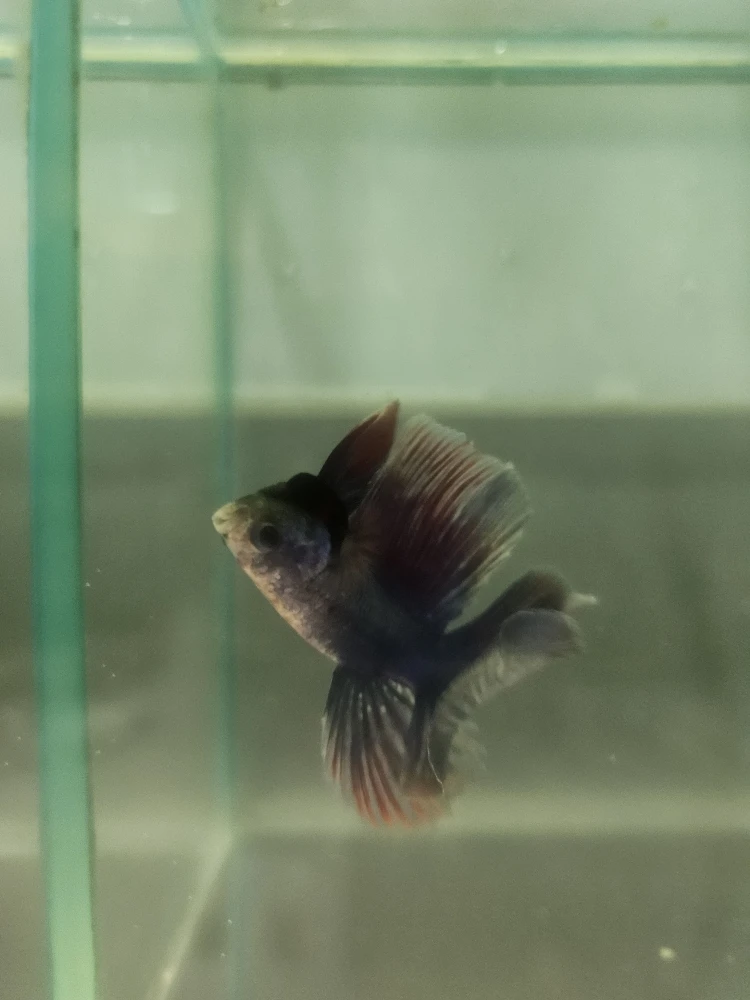 Bojownik Biało Niebieski