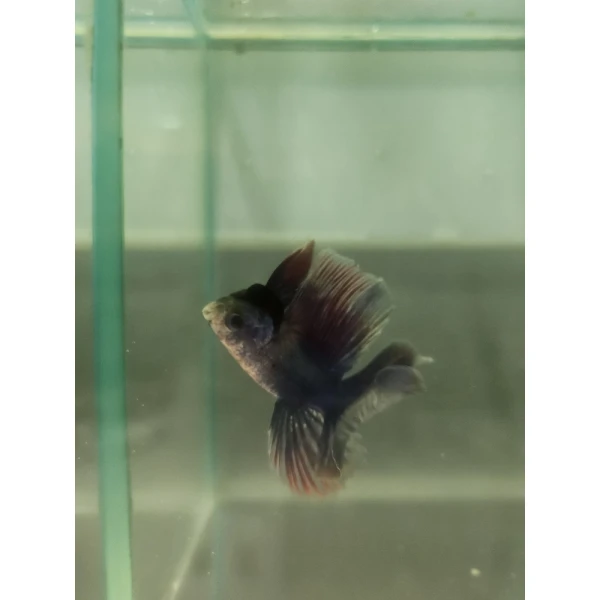 Bojownik Biało Niebieski