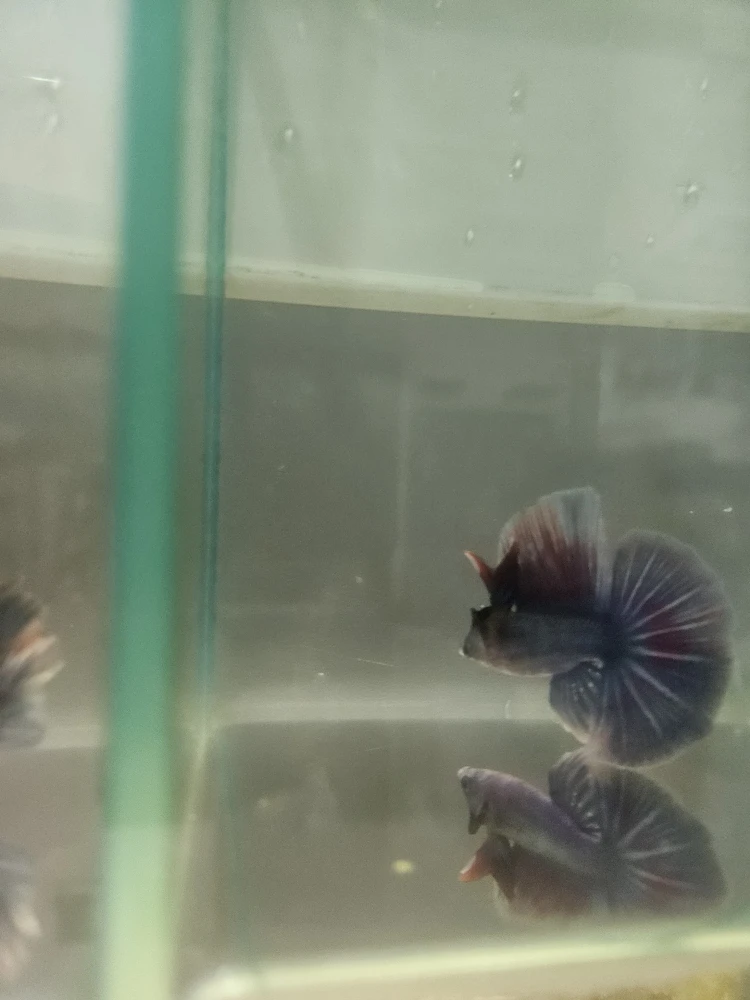 Bojownik Biało Niebieski