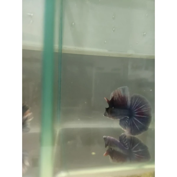 Bojownik Biało Niebieski