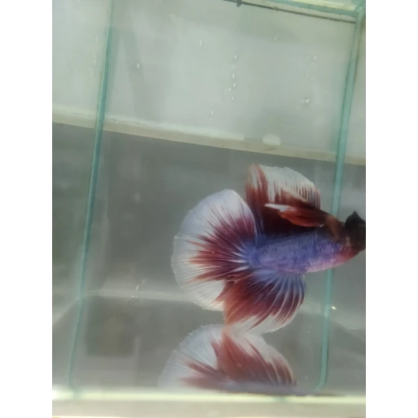 Bojownik Biało Niebieski