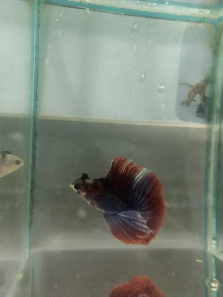 Bojownik Biało Niebieski