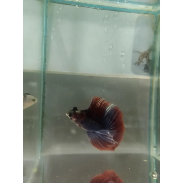 Bojownik Biało Niebieski