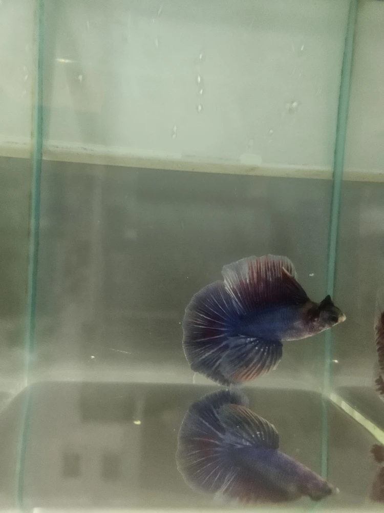 Bojownik Biało Niebieski