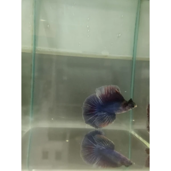 Bojownik Biało Niebieski