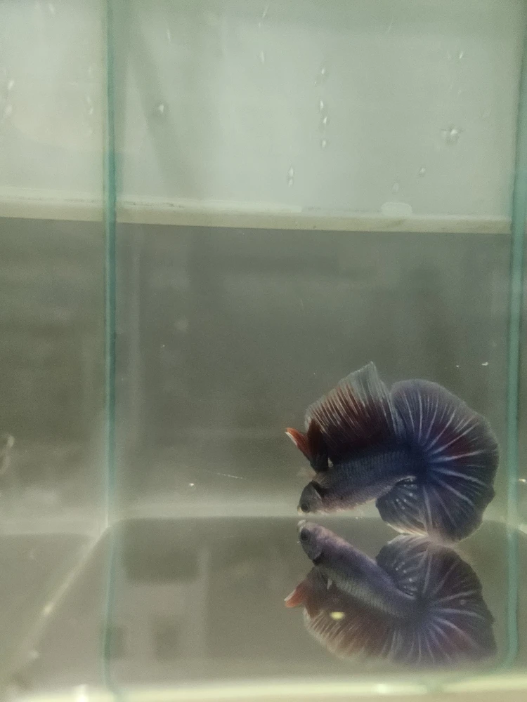 Bojownik Biało Niebieski