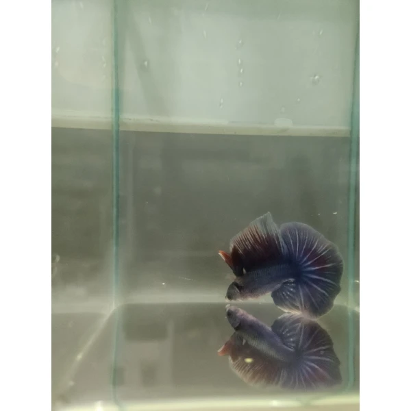 Bojownik Biało Niebieski