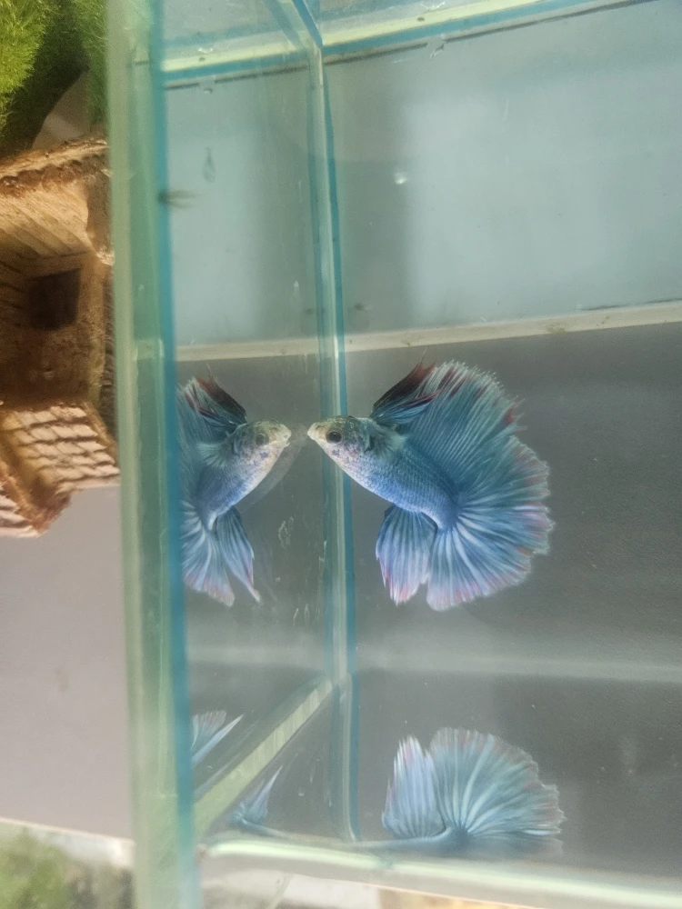 Bojownik Biało Niebieski