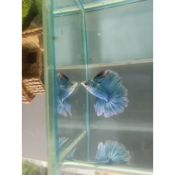 Bojownik Biało Niebieski