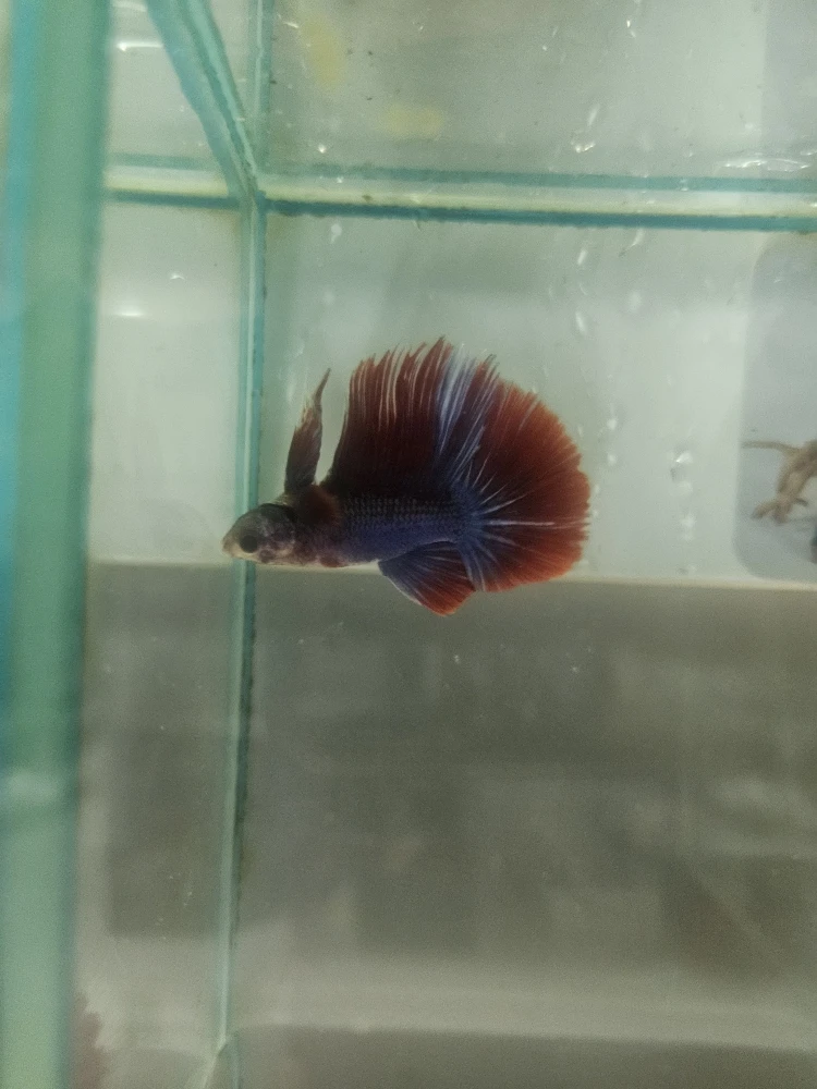 Bojownik Biało Niebieski