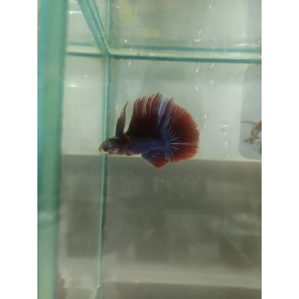 Bojownik Biało Niebieski