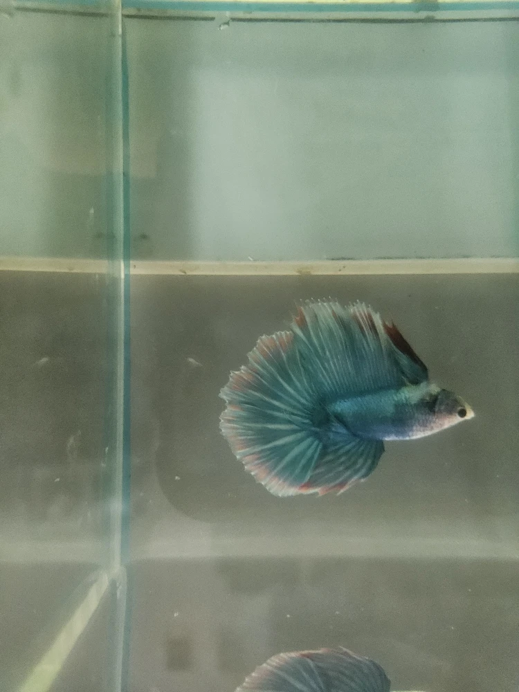 Bojownik Biało Niebieski