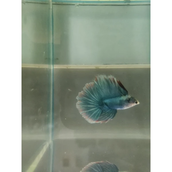 Bojownik Biało Niebieski