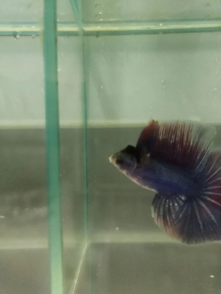 Bojownik Biało Niebieski