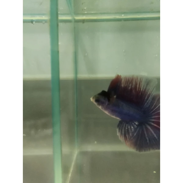 Bojownik Biało Niebieski