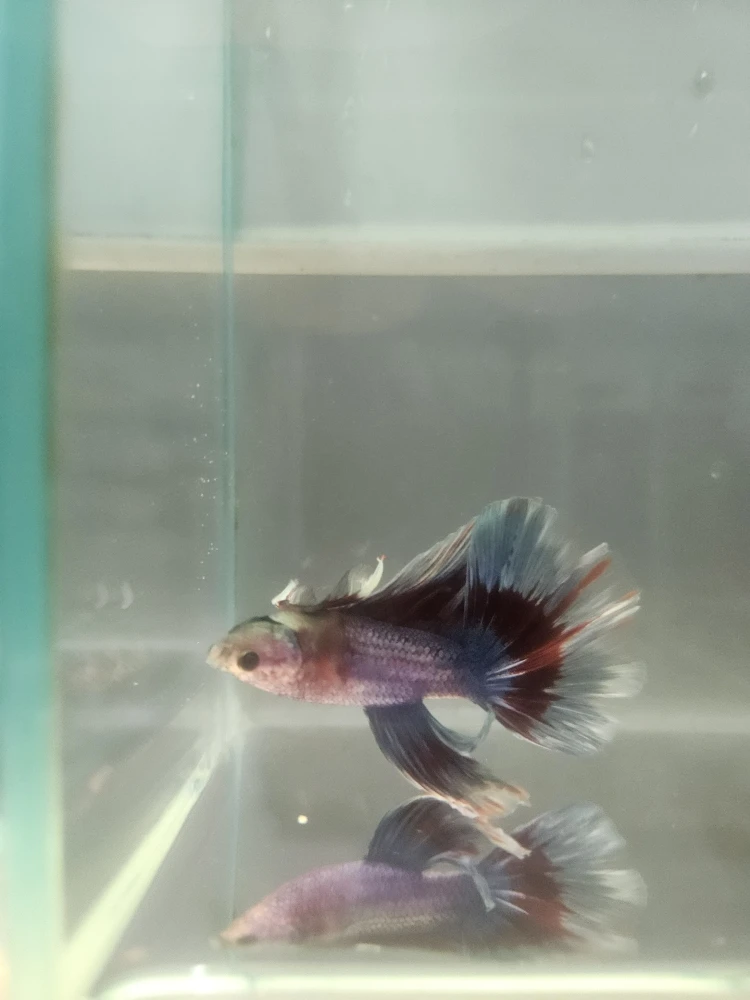 Bojownik Biało Niebieski