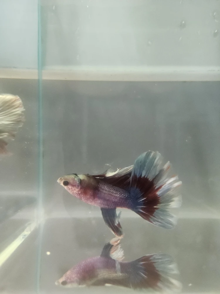 Bojownik Biało Niebieski