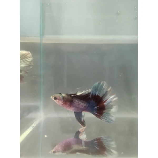 Bojownik Biało Niebieski