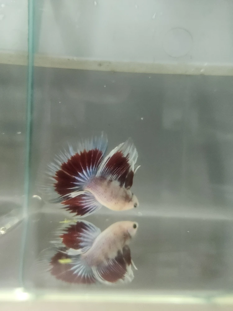 Bojownik Biało Niebieski