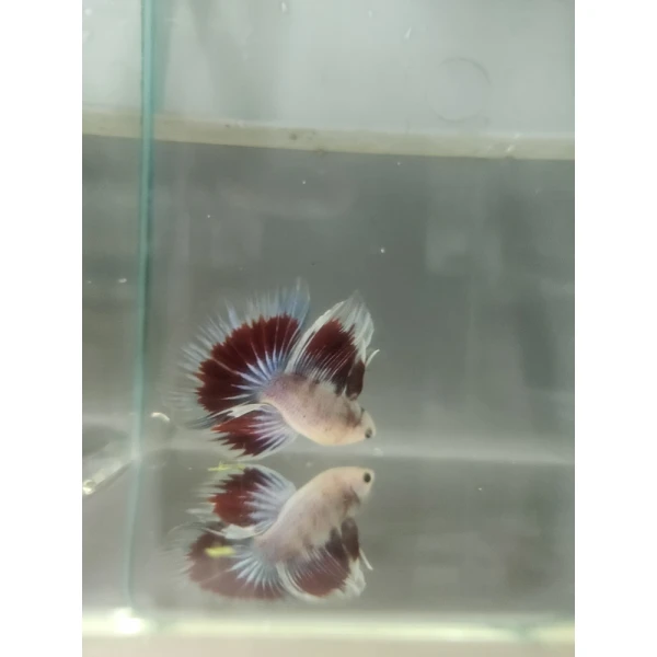 Bojownik Biało Niebieski