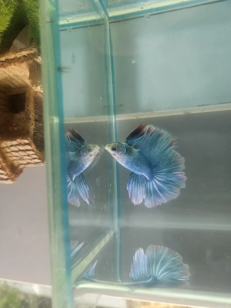 Bojownik Biało Niebieski