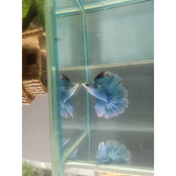 Bojownik Biało Niebieski