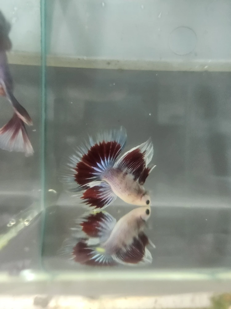 Bojownik Biało Niebieski