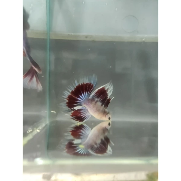 Bojownik Biało Niebieski