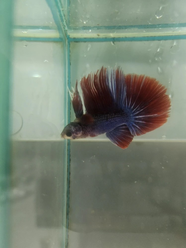 Bojownik Biało Niebieski