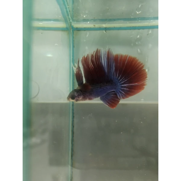 Bojownik Biało Niebieski