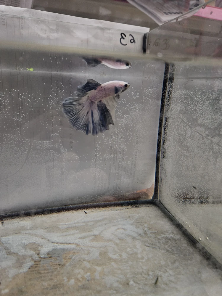 Bojownik Biało Niebieski