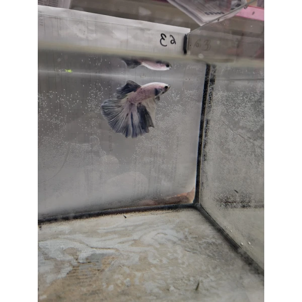 Bojownik Biało Niebieski