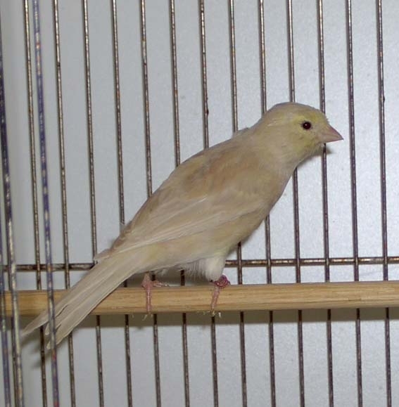 Kanarek Pastel