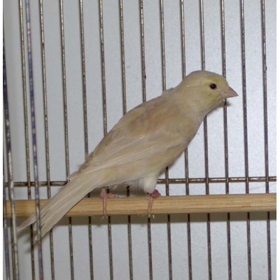 Kanarek Pastel