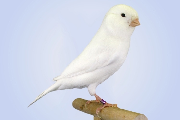 Kanarek  White