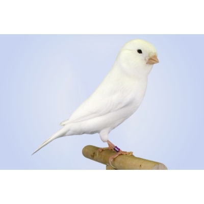 Kanarek  White