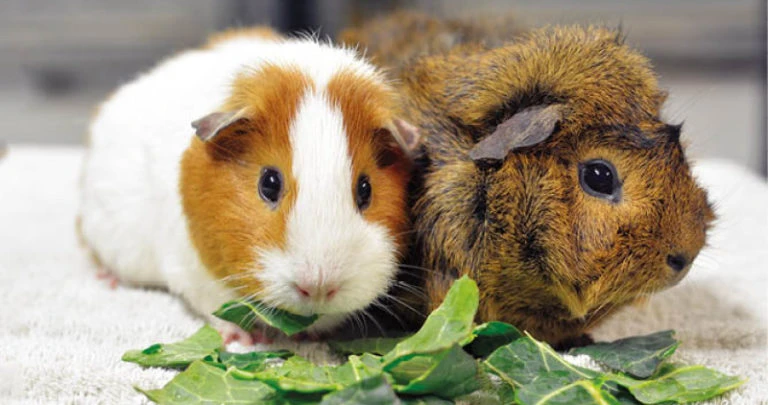 Świnka morska Cavia