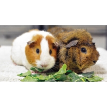 Świnka morska Cavia