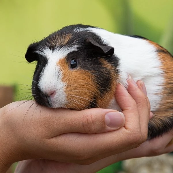 Świnka morska Cavia