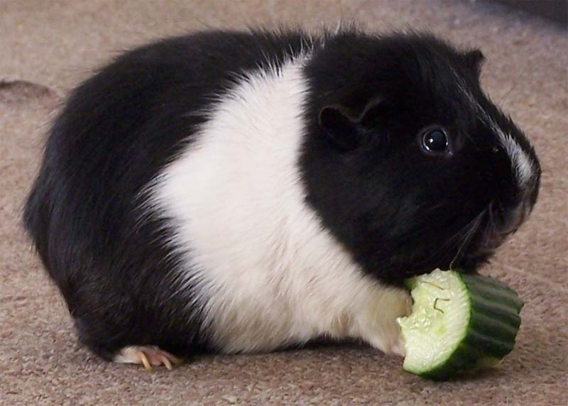 Świnka morska Cavia