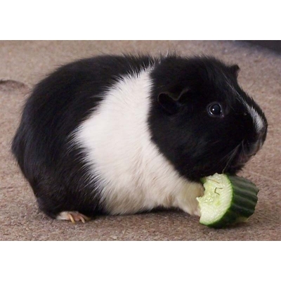 Świnka morska Cavia