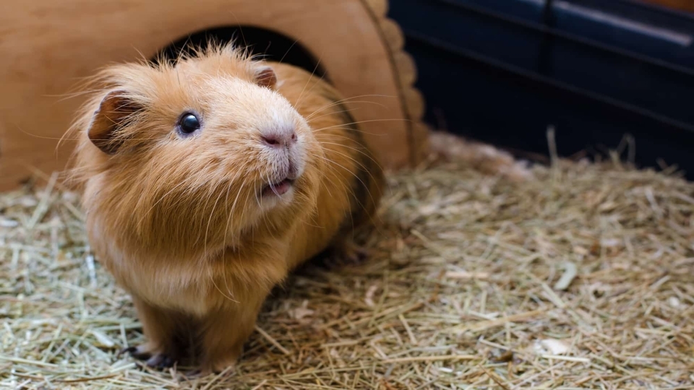 Świnka morska Cavia