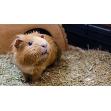 Świnka morska Cavia